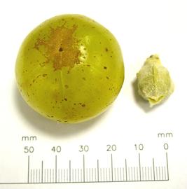   Fruit, seed:   Phyllanthus emblica ; Photo by Caduser2003, wikimedia commons
